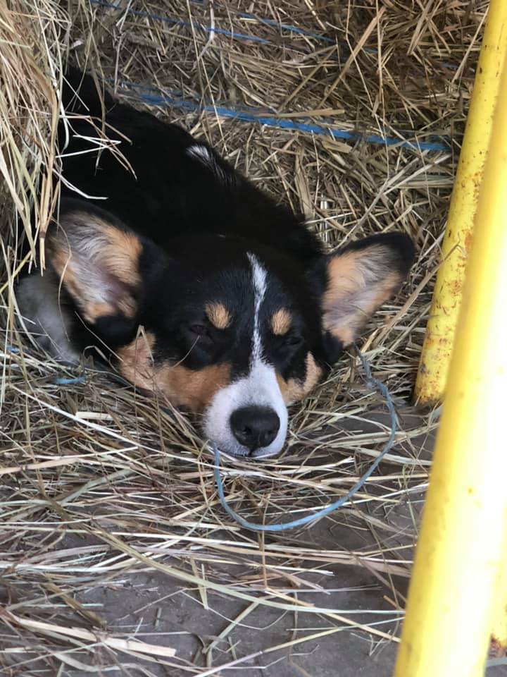 Rosie welsh corgi au Ranch Liberté