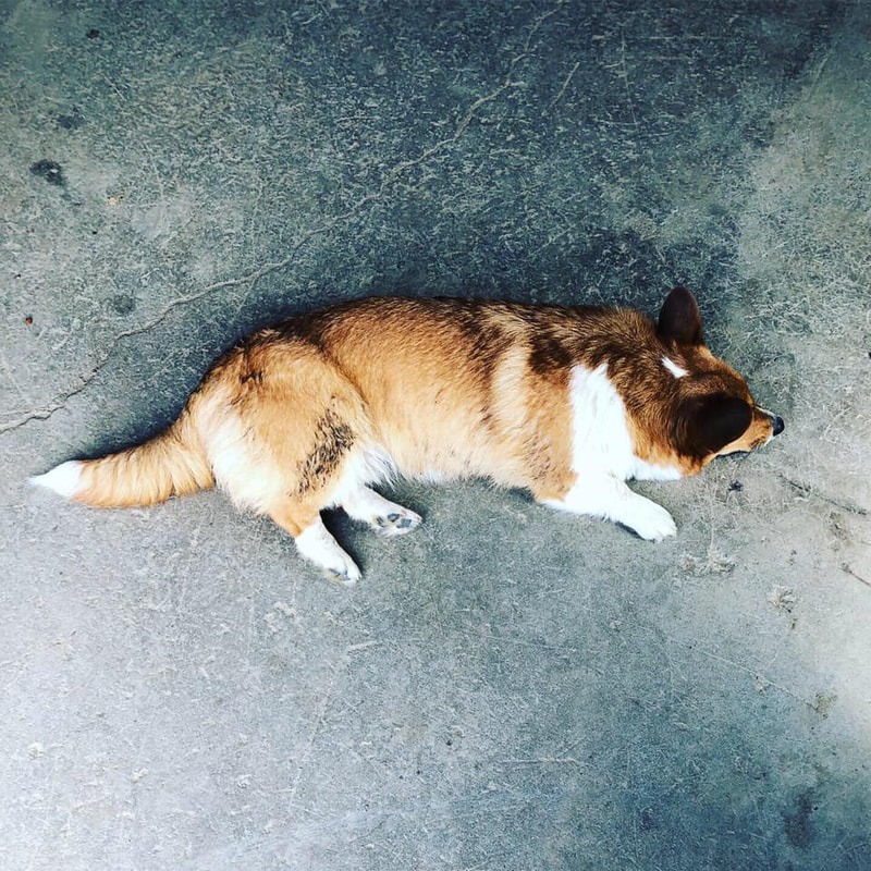 Pauline, welsh corgi au Ranch Liberté