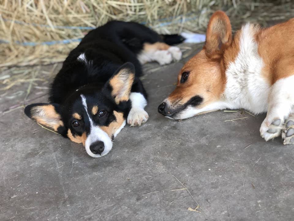 Rosie et Pauline, welsh corgi au Ranch Liberté