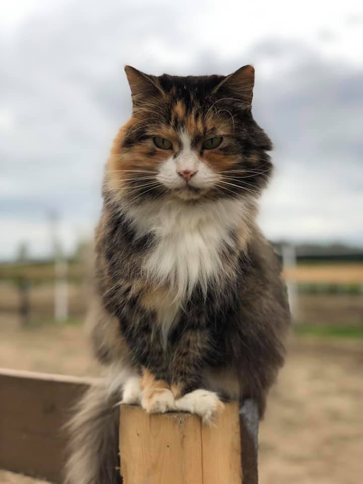 Emma, notre belle vedette au Ranch Liberté