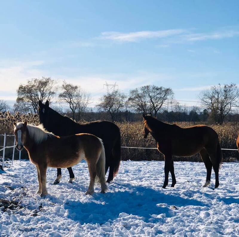 Frisette (petite), Amice (grande noir) et Aloumie