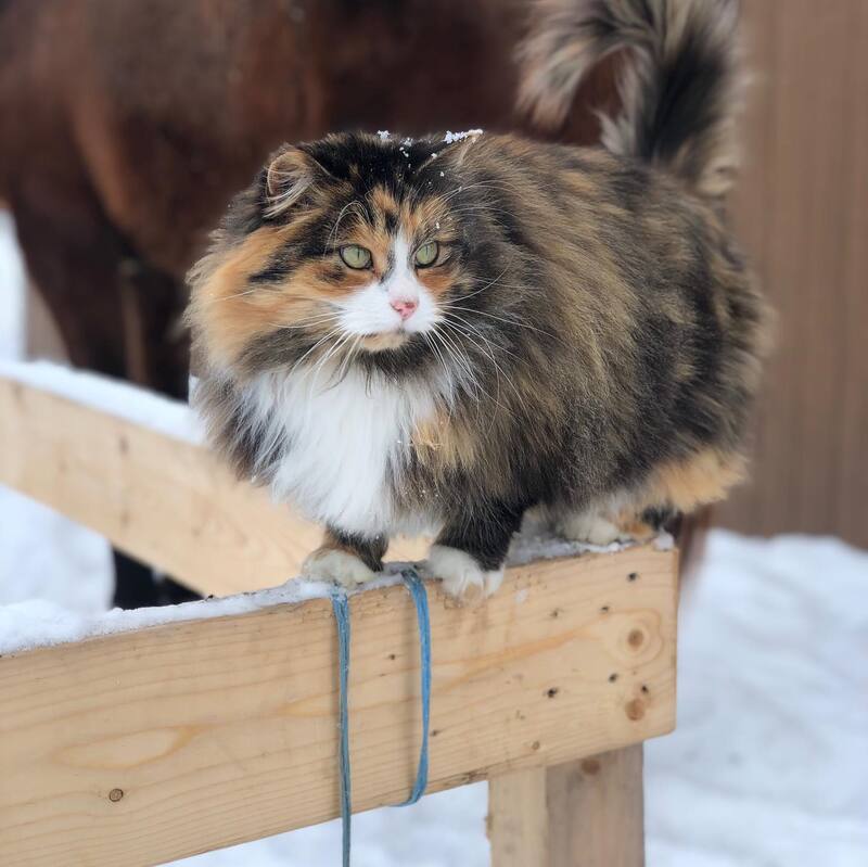 Emma, notre belle vedette au Ranch Liberté