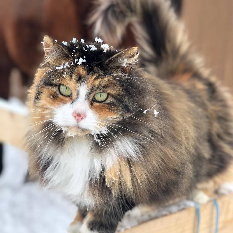 Emma, notre belle vedette au Ranch Liberté