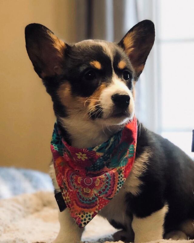 Rosie, welsh corgi au Ranch Liberté