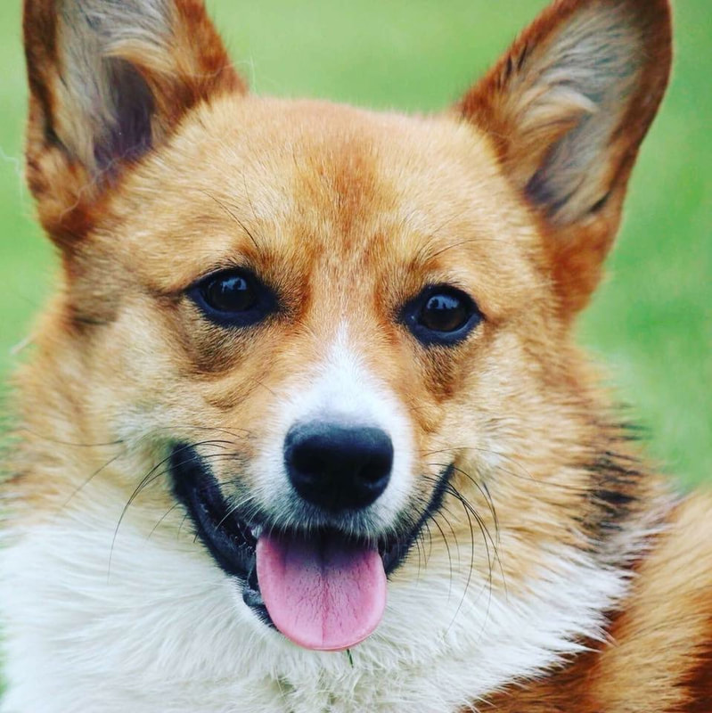 Pauline, welsh corgi au Ranch Liberté