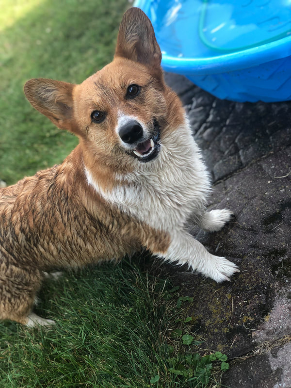 Pauline, welsh corgi au Ranch Liberté