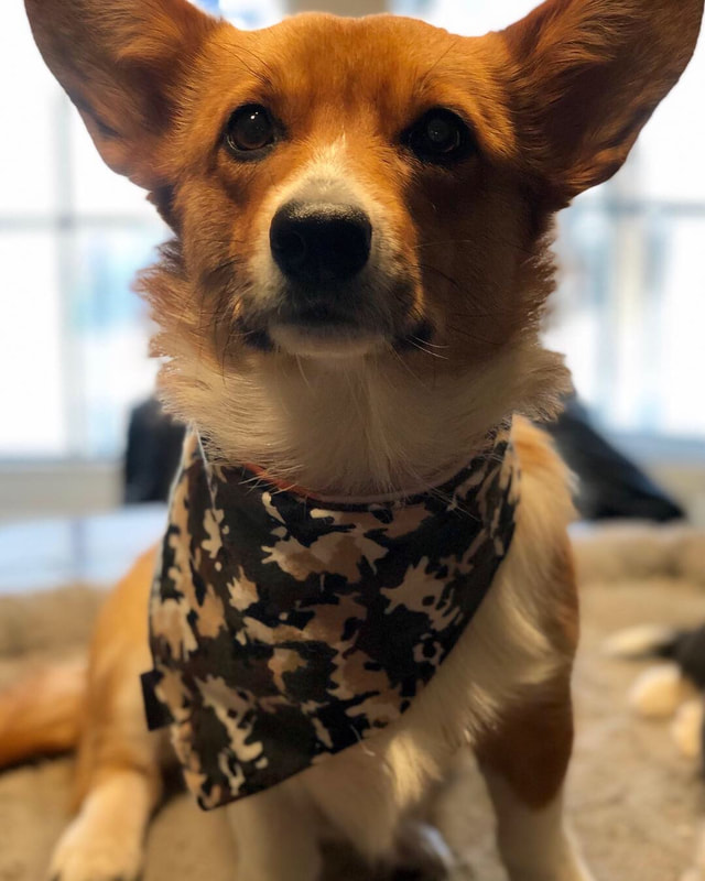 Pauline, welsh corgi au Ranch Liberté