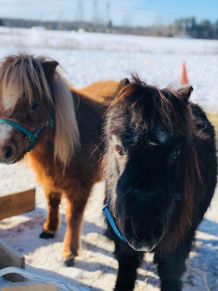 Flicka la petite noir et Bella la petite rousse, Flicka la coquine qui réussi toujours a enlever sont licol hihi