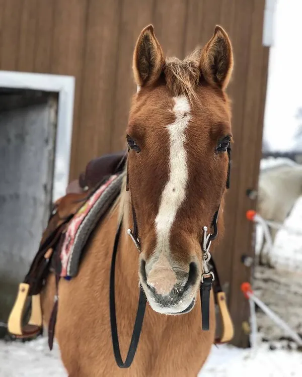 Cheval palomino sellé, prêt pour la randonnée.